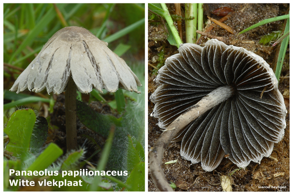 Panaeolus-papilionaceus_Witte-vlekplaat_MH20100514_021145-08-