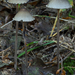 Panaeolus-sphinctrinus-Franjevlekplaat-MH20101009_027917-8-Ag