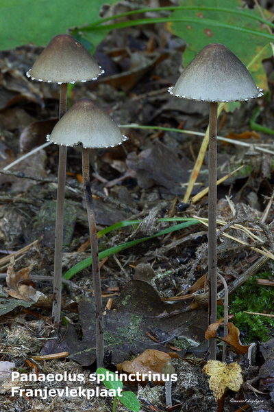 Panaeolus-sphinctrinus-Franjevlekplaat-MH20101009_027917-8-Ag
