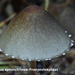 Panaeolus-sphinctrinus-Franjevlekplaat-MH20101009_027919-8-Ag
