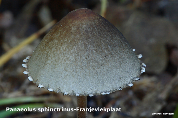Panaeolus-sphinctrinus-Franjevlekplaat-MH20101009_027919-8-Ag