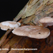 Panellus-mitis_Dennenschelpzwam_MH20100122_8901-8-Ag