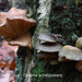 Panellus-serotinus-Groene-schelpzwam-MH20101118_028599-8-As