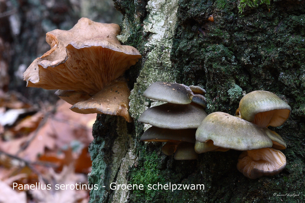 Panellus-serotinus-Groene-schelpzwam-MH20101118_028599-8-As
