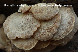 Panellus-stipticus_Scherpe-schelpzwam_MH20100122_8925-8-Ag