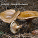 Paxillus-involutus_Gewone-krulzoom_MH20100915_026675-8Ag
