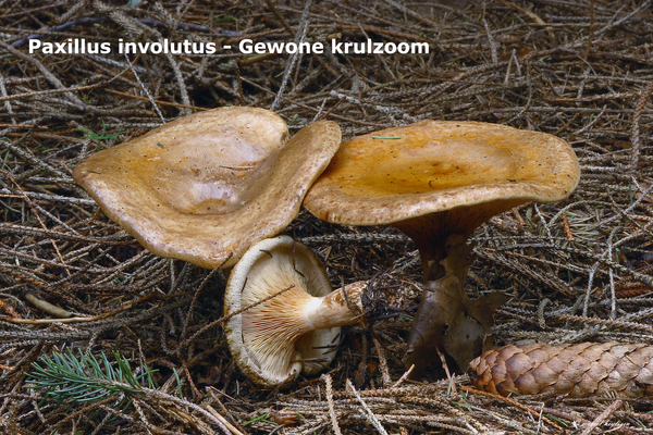 Paxillus-involutus_Gewone-krulzoom_MH20100915_026675-8Ag