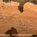 Peniophora-incarnata_Oranjerode-schorszwam_MH20100318_9957-8-Ap