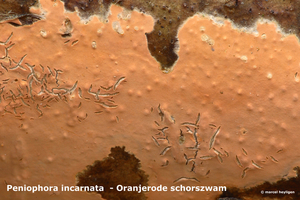 Peniophora-incarnata_Oranjerode-schorszwam_MH20100318_9957-8-Ap