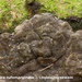 Peniophora-rufomarginata_Lindeschorszwam_MH20100402_MH_020427-8-A