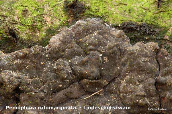 Peniophora-rufomarginata_Lindeschorszwam_MH20100402_MH_020427-8-A
