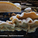 Phlebia-tremellosa-Spekzwoerdzwam-MH20101018_028182-8-Ap