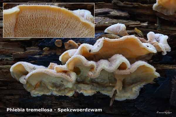 Phlebia-tremellosa-Spekzwoerdzwam-MH20101018_028182-8-Ap