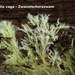 Phlebiella-vaga_Zwavelschorszwam_MH20100812_025184-8Ap