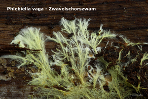 Phlebiella-vaga_Zwavelschorszwam_MH20100812_025184-8Ap