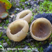 Peziza-cerea-Wasgele-bekerzwam-MH20101018_028213-8-As--16uur22