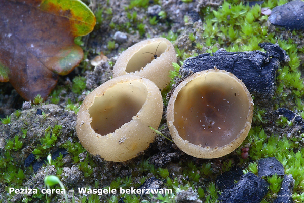 Peziza-cerea-Wasgele-bekerzwam-MH20101018_028213-8-As--16uur22