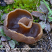 Peziza-echinospora–Zemelige-brandplekbekerzwam-MH20101105_02841