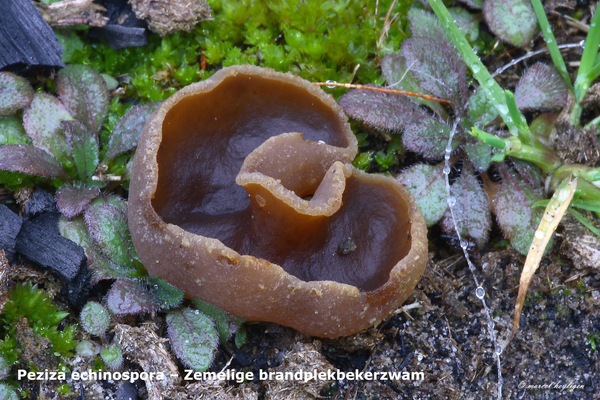 Peziza-echinospora–Zemelige-brandplekbekerzwam-MH20101105_02841