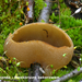 Peziza-repanda-Bleekbruine-bekerzwam-MH20101105_028403-8-bp42-g