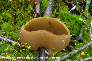 Peziza-repanda-Bleekbruine-bekerzwam-MH20101105_028403-8-bp42-g