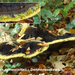 Phaeolus-schweinitzii-Dennenvoetzwam-MH20101018_028163-8-Ap