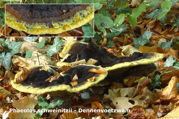 Phaeolus-schweinitzii-Dennenvoetzwam-MH20101018_028163-8-Ap