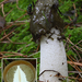 Phallus-impudicus-Grote-stinkzwam_MH20100908_026322-8Ga