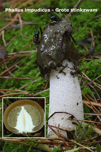 Phallus-impudicus-Grote-stinkzwam_MH20100908_026322-8Ga
