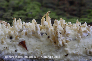 Phanerochaete-magnoliae-Getand-huidje-MH20101018_028162-8-Ap