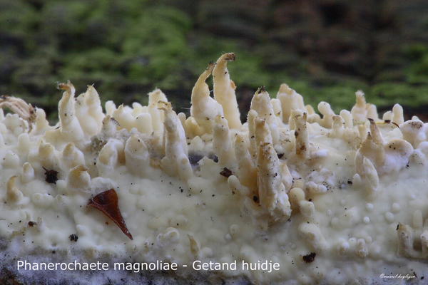 Phanerochaete-magnoliae-Getand-huidje-MH20101018_028162-8-Ap