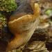 Phellinus robustus-Eikenvuurzwam-MH20101007_027744-4-Ap