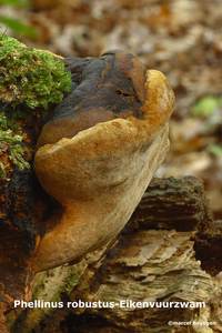 Phellinus robustus-Eikenvuurzwam-MH20101007_027744-4-Ap