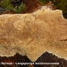 Phellinus-ferreus_Langsporige-korstvuurzwam_MH20100325_020225-8-A