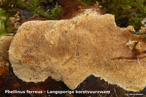 Phellinus-ferreus_Langsporige-korstvuurzwam_MH20100325_020225-8-A