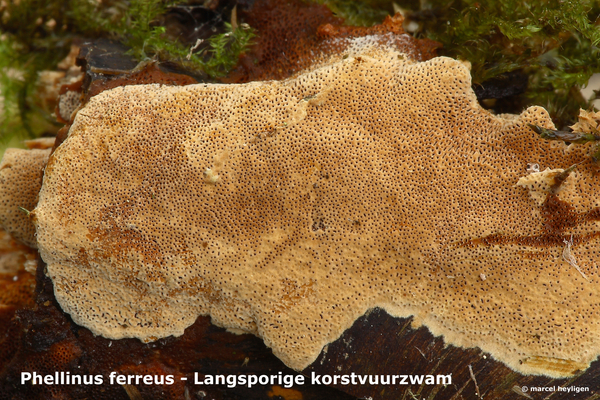 Phellinus-ferreus_Langsporige-korstvuurzwam_MH20100325_020225-8-A