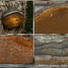 Phellinus-igniarius_Echte-vuurzwamkopie-MH20100819_025532-8Ap