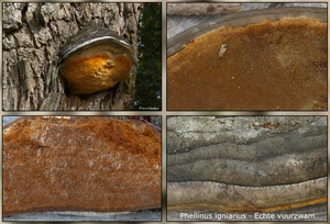 Phellinus-igniarius_Echte-vuurzwamkopie-MH20100819_025532-8Ap