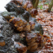 Phellinus-robustus_Eikenvuurzwam_MH20110106_029061-8Ap