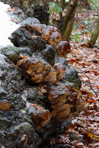 Phellinus-robustus_Eikenvuurzwam_MH20110106_029061-8Ap