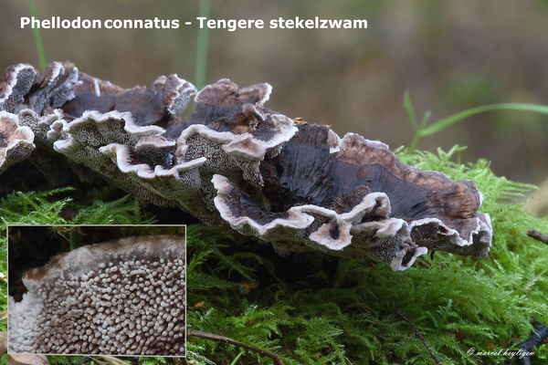 Phellodon-connatus-Tengere-stekelzwam-MH_20101120_028609-4-Ap