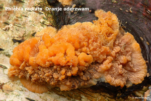 Phlebia-radiata_Oranje-aderzwam_MH20100115_8567-8-Ap
