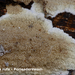 Phlebia-rufa_Porieaderzwam_MH20100805_025070-8Ap