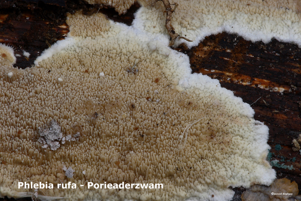 Phlebia-rufa_Porieaderzwam_MH20100805_025070-8Ap