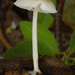 Pluteus-plautus_Knolvoethertenzwam_MH20100805_025044-8Ag
