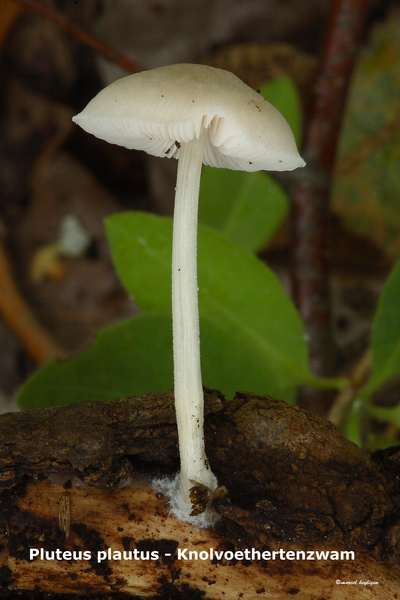 Pluteus-plautus_Knolvoethertenzwam_MH20100805_025044-8Ag