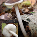 Pluteus-podospileus-Fluweelhertenzwam-MH20101104_028369-8-Ag