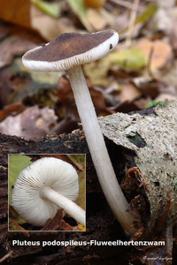 Pluteus-podospileus-Fluweelhertenzwam-MH20101104_028369-8-Ag