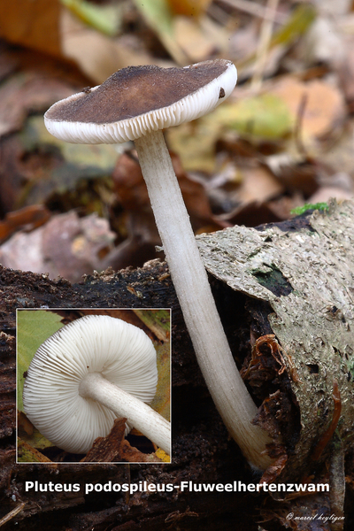 Pluteus-podospileus-Fluweelhertenzwam-MH20101104_028369-8-Ag