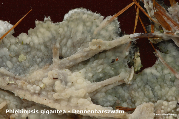 Phlebiopsis-gigantea_Dennenharszwam_MH20100125_9174-8-Ap